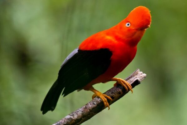 Biodiversidad de la región andina