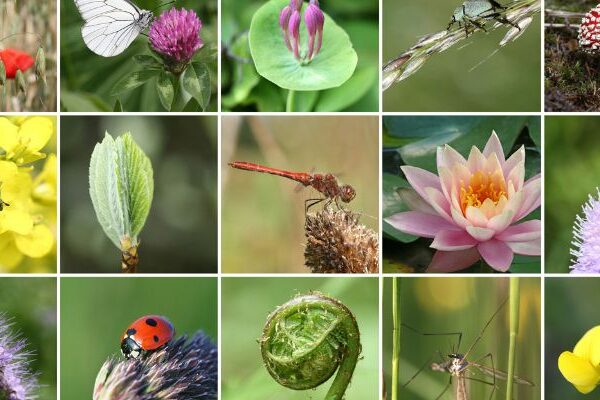 Biodiversidad de la región pacífica