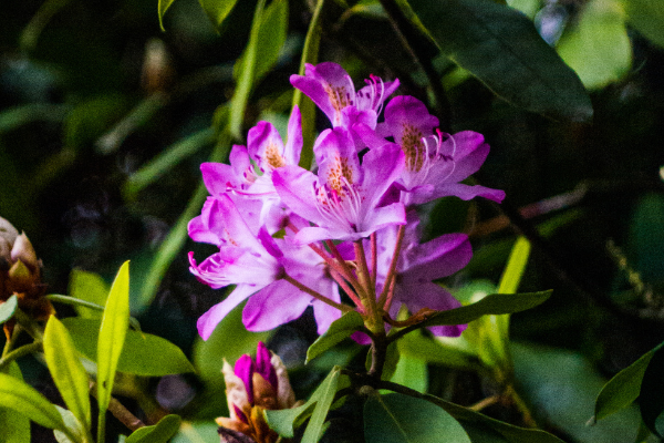 Flora de la región pacífica