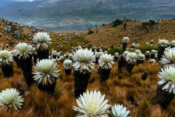 Plantas de la región pacífica