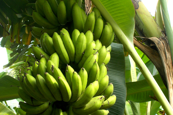 Agricultura de la región amazónica