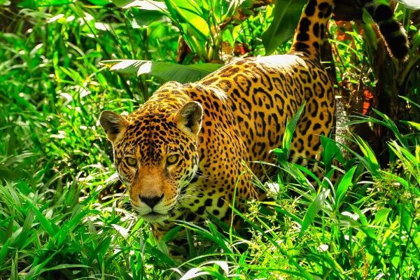 Animales de la región amazónica