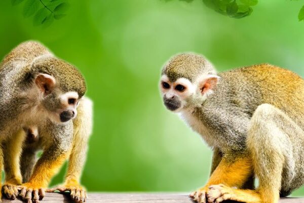Biodiversidad de la región amazónica