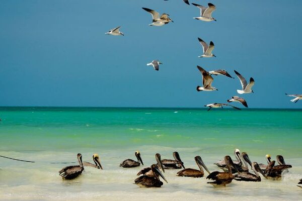 Fauna de la región caribe