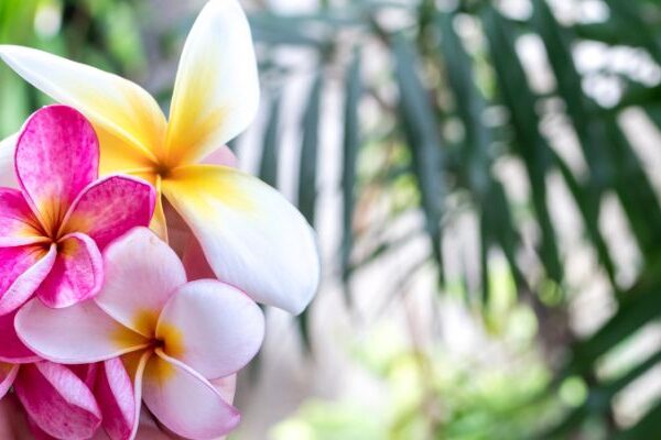 Flores de la región caribe