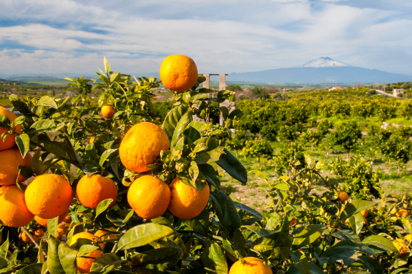 Frutas típicas de la región Orinoquía