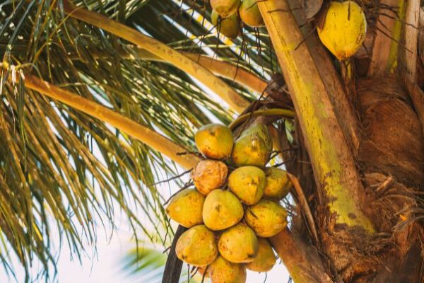 Frutas típicas de la región insular