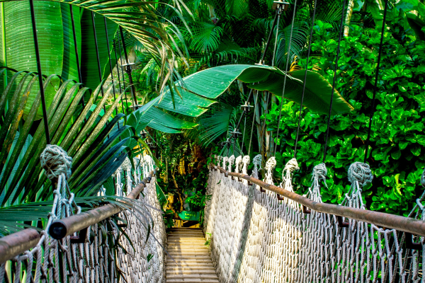 Parques naturales de la región amazónica