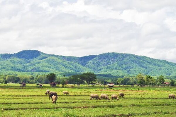 Recursos naturales de la región Orinoquía