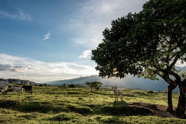 Subregiones de la región Orinoquía